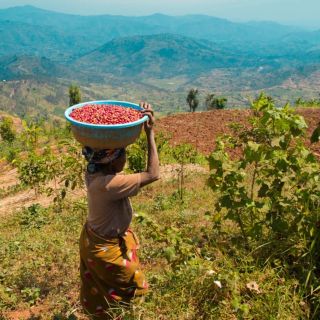 KÁVA MĚSÍCE: Rwanda Muteteli. Podařená směs rwandských káv odrůdy Bourbon v prvotřídní kvalitě Gr. A, zpracovaná mokrou...